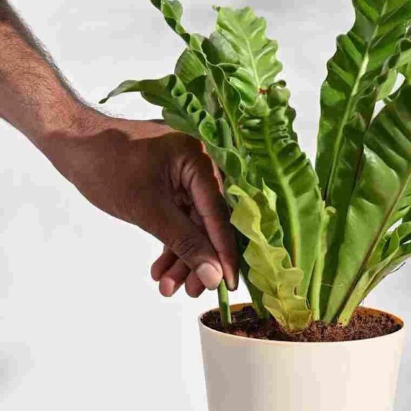 Plant Grow Fertilizer Sticks For Plants - 25 Stick - Image 4